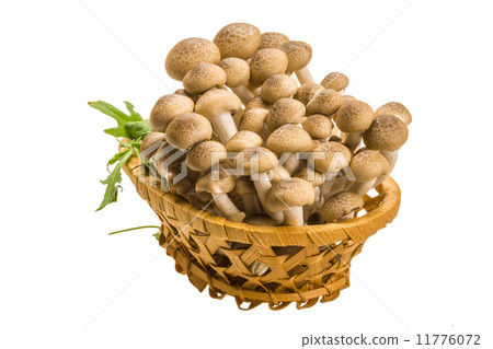 Japan mushroom Shimeji Japan mushroom Shimeji 11776072