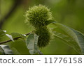 Chestnut  11776158