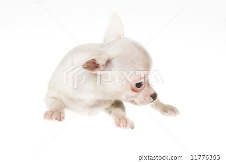 Funny puppy Chihuahua poses on a white background 11776393