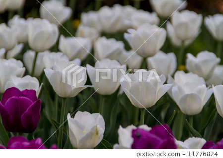 tulips in spring sun tulips in spring sun 11776824