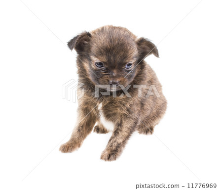 Funny puppy Chihuahua poses on a white background 11776969