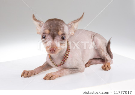Chinese Crested Dog Chinese Crested Dog 11777017
