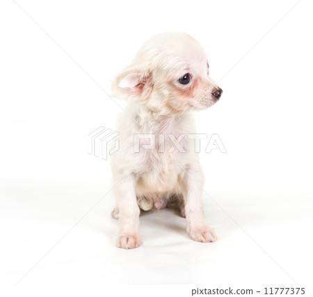 Funny puppy Chihuahua poses on a white background 11777375