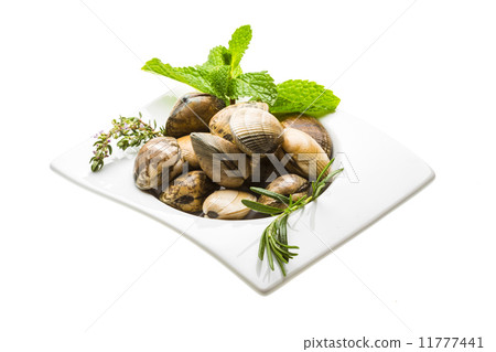 Spanish mollusc - Almeja 11777441