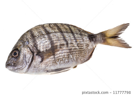 Raw Tilapia Raw Tilapia 11777798