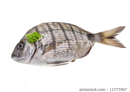 Raw Tilapia Raw Tilapia 11777967