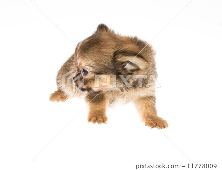 Funny puppy Chihuahua poses on a white background Funny puppy Chihuahua poses on a white background 11778009