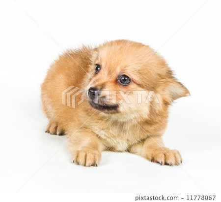 Spitz puppy in front of white background . Pomeranian dog isolat 11778067