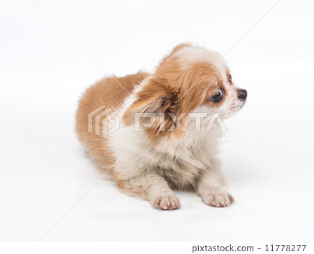 Funny puppy Chihuahua poses on a white background Funny puppy Chihuahua poses on a white background 11778277