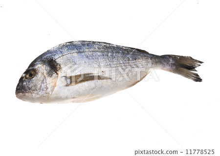 Fresh raw dorada Fresh raw dorada 11778525