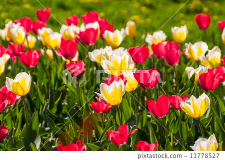 tulips in spring sun tulips in spring sun 11778527