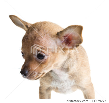 short haired chihuahua puppy in front of a white background 11779274