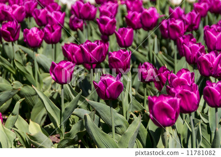tulips in spring sun tulips in spring sun 11781082