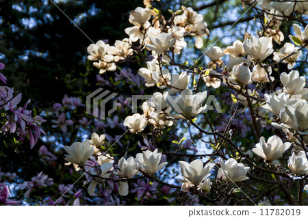 Blossoming of magnolia flowers in spring time 11782019