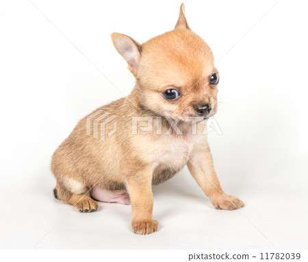 Chihuahua puppy on white background Chihuahua puppy on white background 11782039