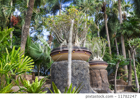 Nong Nooch tropical garden 11782247