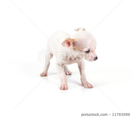 Funny puppy Chihuahua poses on a white background 11783099