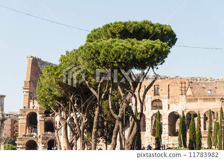 Colosseum of Rome, Italy 11783982