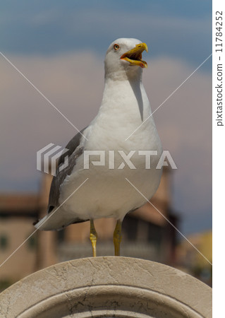 Sea Gull 11784252