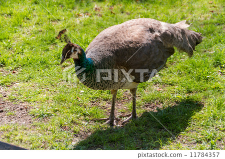 beautiful peacock beautiful peacock 11784357