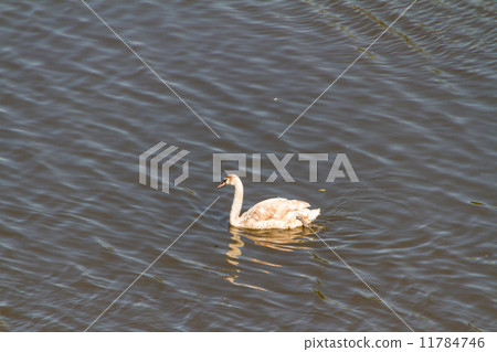 The closeup of white swan The closeup of white swan 11784746