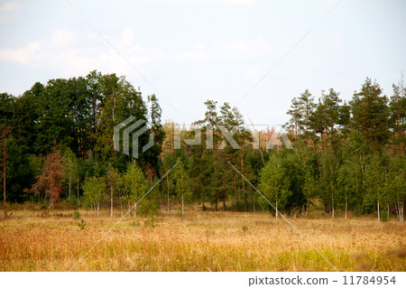 grass valley in forest during summer grass valley in forest during summer 11784954