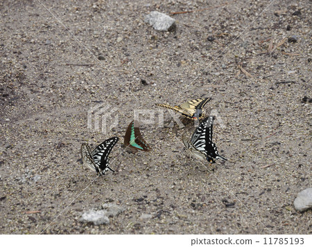 Swallowtail's hydration 11785193
