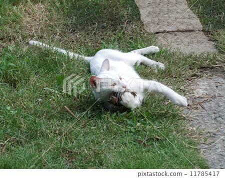 Hunting (place where the cat retired the sparrow) 1 (There are 2 other pieces.No. 11785418, 11785419) 11785417