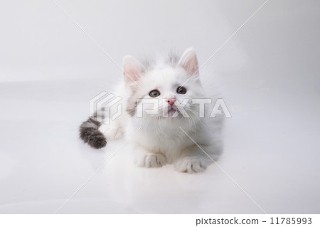 Maine Coon Cat 11785993
