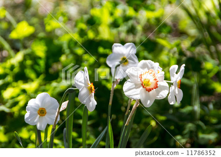 Narcissus and daffodil spring flower Narcissus and daffodil spring flower 11786352