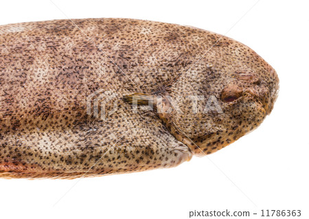 Fish Dover sole 11786363