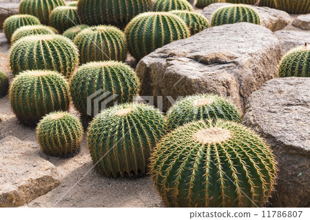 Nong Nooch tropical garden 11786807