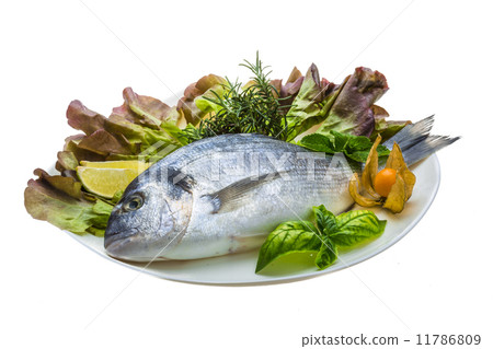 Fresh raw dorada Fresh raw dorada 11786809