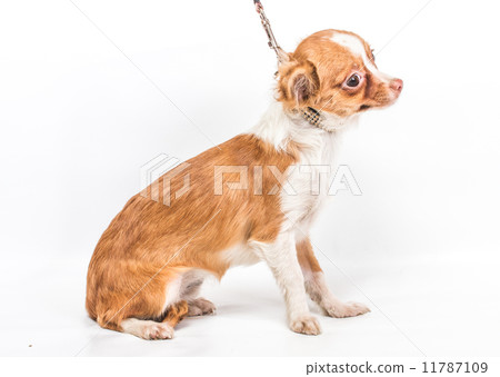 Funny puppy Chihuahua poses on a white background Funny puppy Chihuahua poses on a white background 11787109