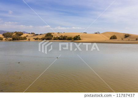 Oasis in Maspalomas Dunas 11787437