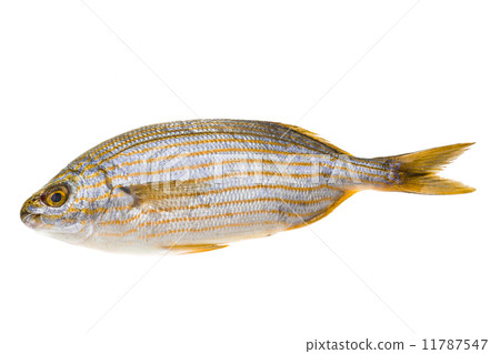 Salema porgy - sarpa fish Salema porgy - sarpa fish 11787547