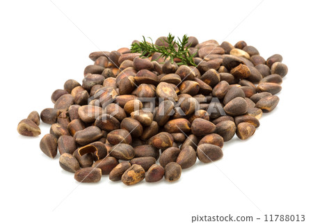 Cedar nut heap 11788013