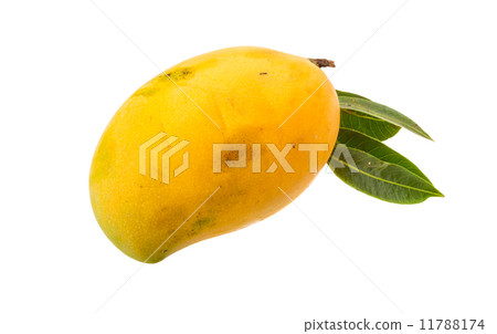 Yellow bright mango Yellow bright mango 11788174