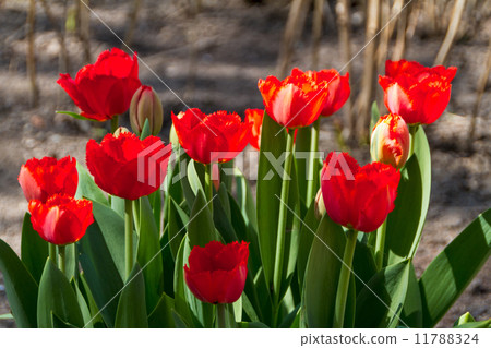 tulips in spring sun tulips in spring sun 11788324
