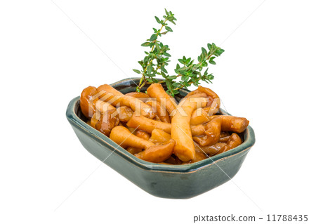 Armillaria Armillaria 11788435