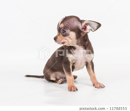 Funny puppy Chihuahua poses on a white background 11788553