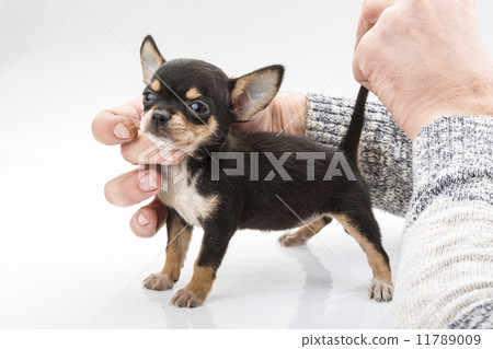 Chihuahua puppy 11789009