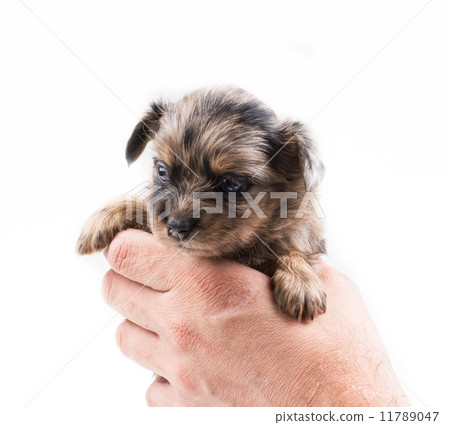Funny puppy Chihuahua poses on a white background 11789047
