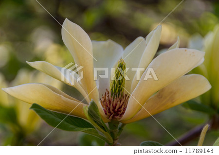 Blossoming of magnolia flowers in spring time Blossoming of magnolia flowers in spring time 11789143