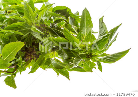pepper mint 11789470