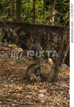 Wild monkey Wild monkey 11789767