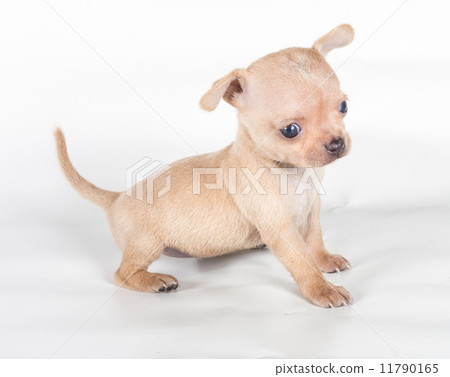 chihuahua puppy in front of a white background 11790165