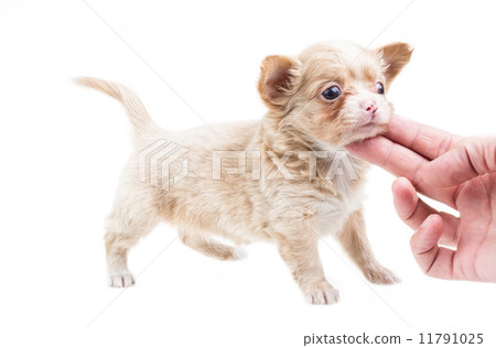 Funny puppy Chihuahua poses on a white background 11791025
