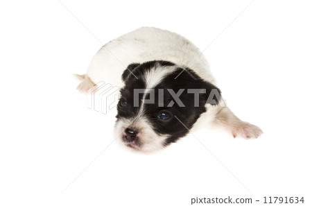 Funny puppy Chihuahua poses on a white background 11791634
