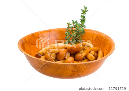 Armillaria Armillaria 11791729